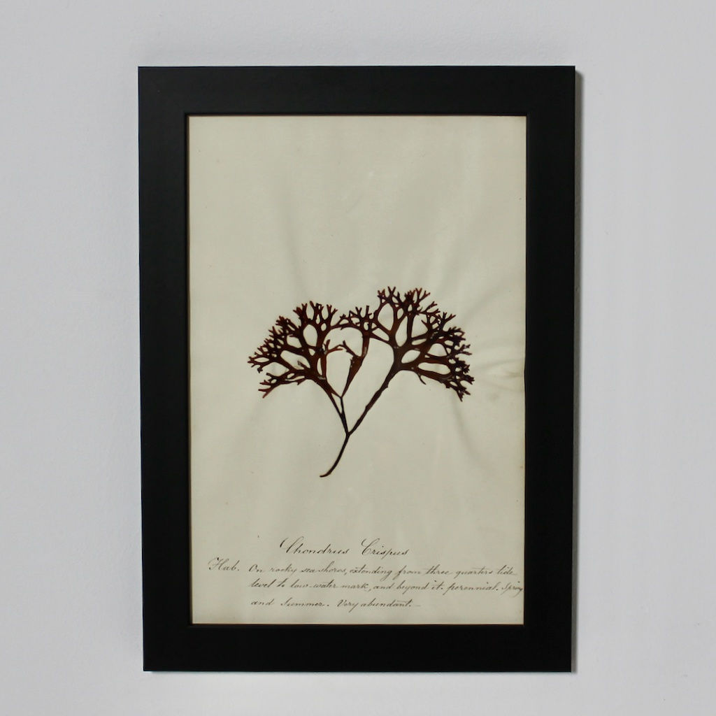 SET OF EIGHT FRAMED ENGLISH MID 19TH CENTURY PRESSED ALGAE AND SEAWEED