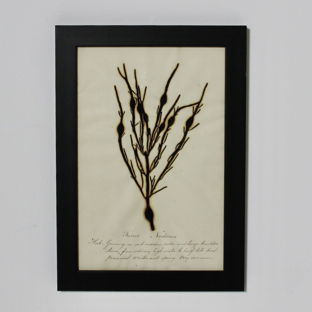 SET OF EIGHT FRAMED ENGLISH MID 19TH CENTURY PRESSED ALGAE AND SEAWEED