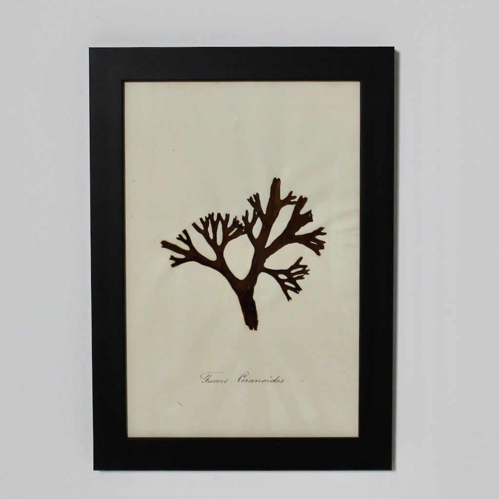 SET OF EIGHT FRAMED ENGLISH MID 19TH CENTURY PRESSED ALGAE AND SEAWEED