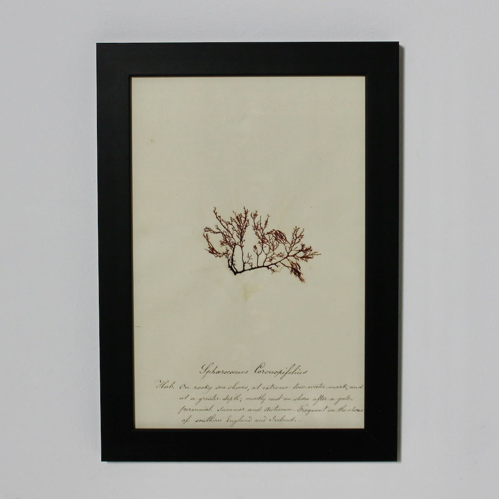 SET OF EIGHT FRAMED ENGLISH MID 19TH CENTURY PRESSED ALGAE AND SEAWEED