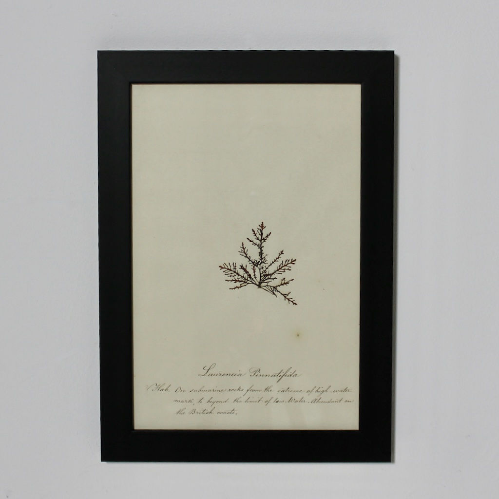 SET OF EIGHT FRAMED ENGLISH MID 19TH CENTURY PRESSED ALGAE AND SEAWEED