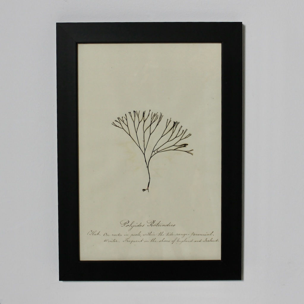 SET OF EIGHT FRAMED ENGLISH MID 19TH CENTURY PRESSED ALGAE AND SEAWEED