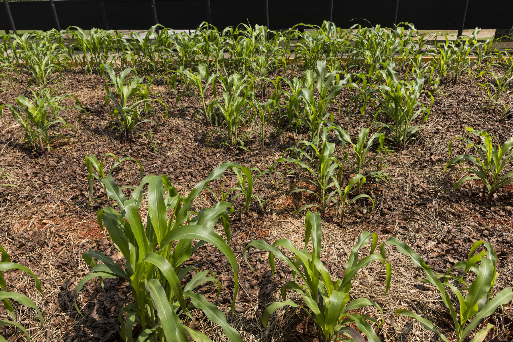 Imagens [photo] Ding Musa Clique para baixar as imagens