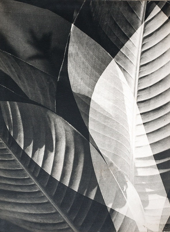 Gertrudes Altschul, Composição, c. 1950