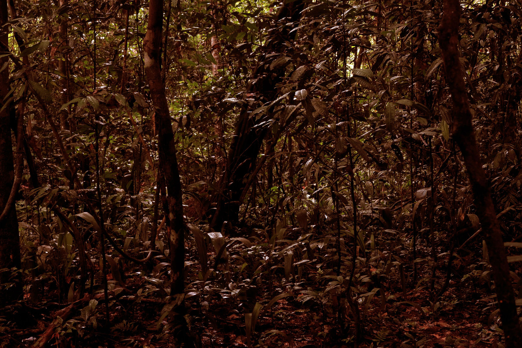 Caio Reisewitz, “Altamira #4”, 2014