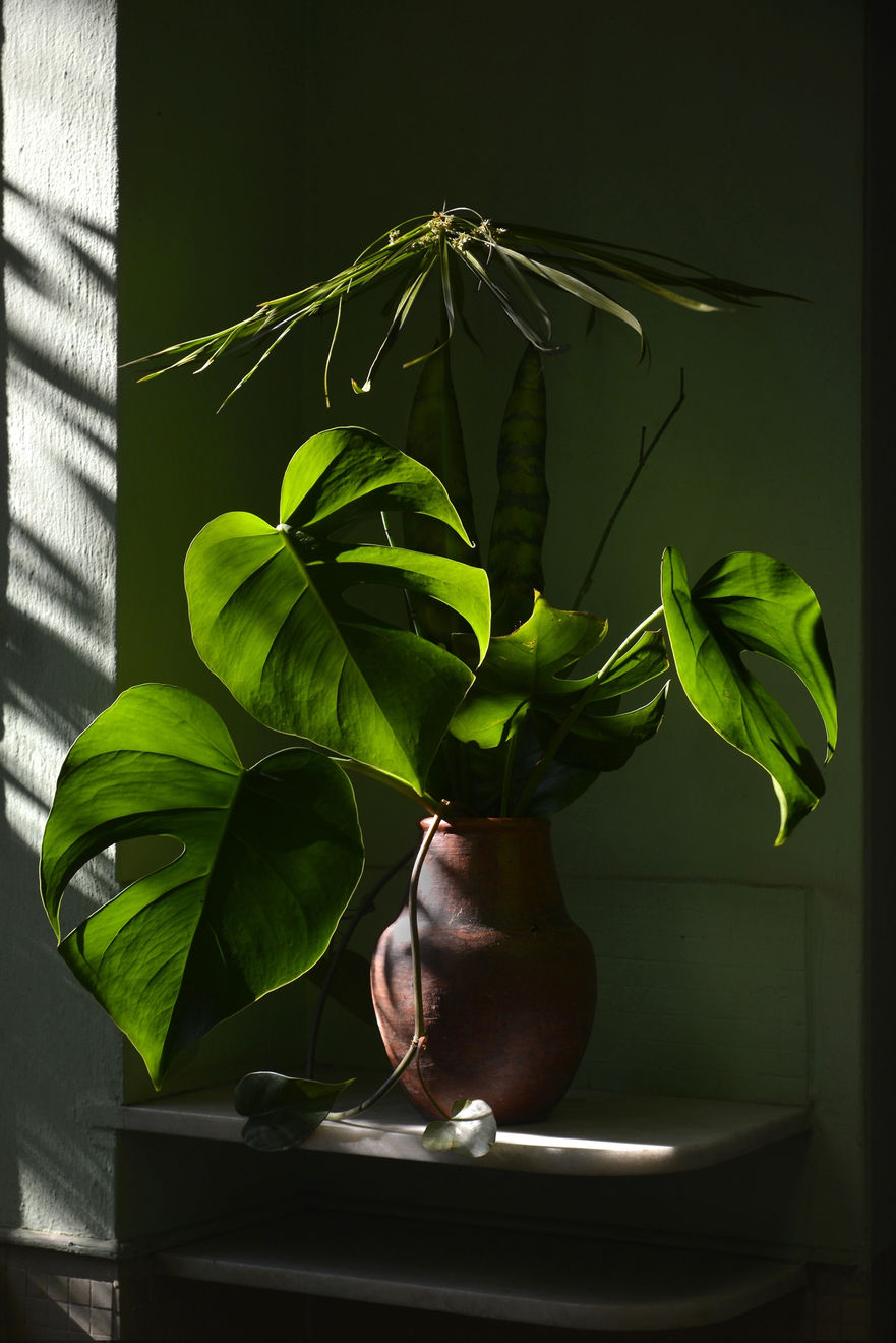 Rochelle Costi, Florada Maio 2021 • Philodendron, 2021