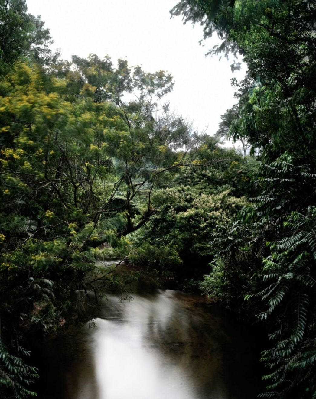 Caio Reisewitz, “Jacupiranga”, 2025