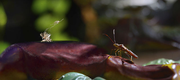 Rochelle Costi, Série “Paisagens”, 2020/2021