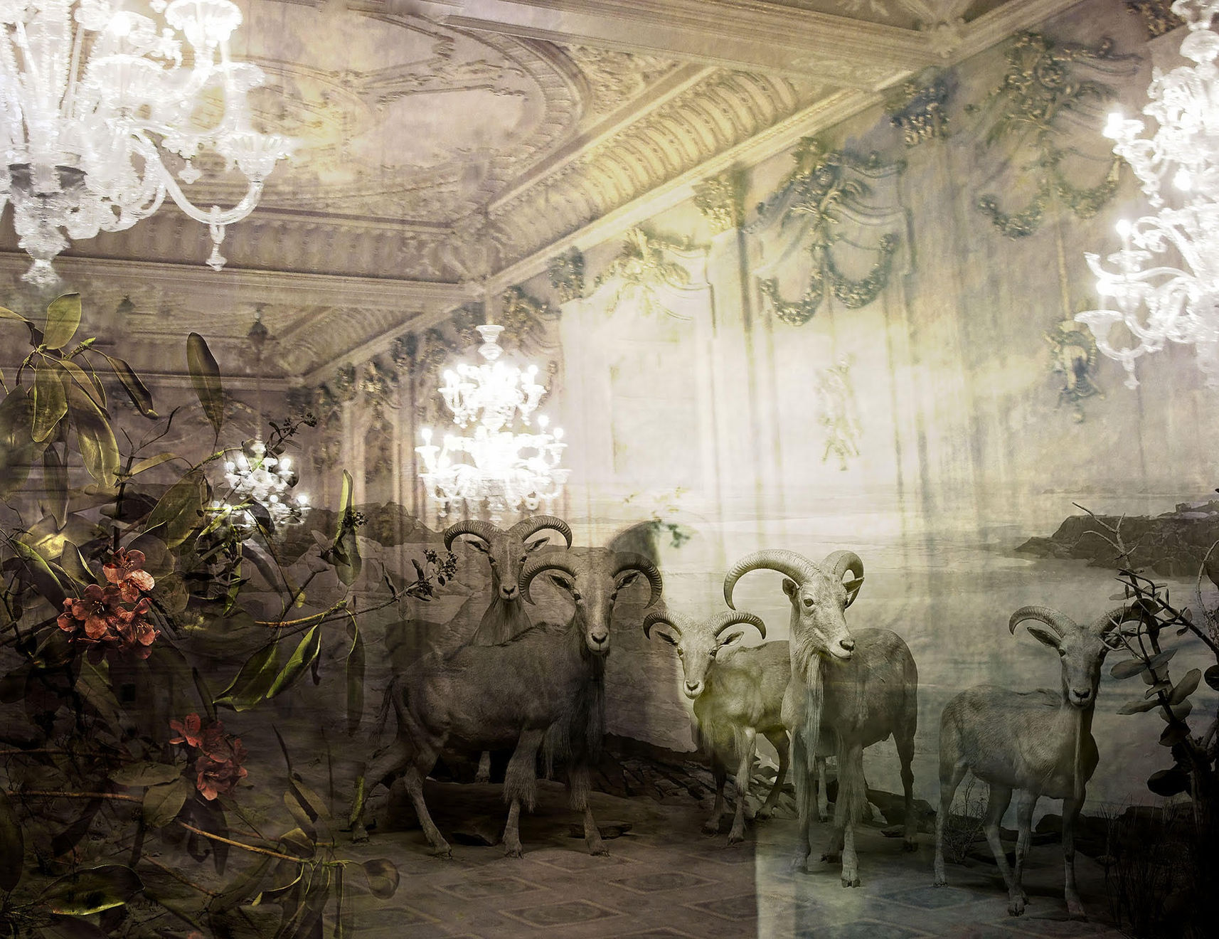 Tasha Ostrander, Barbary Sheep, 2013