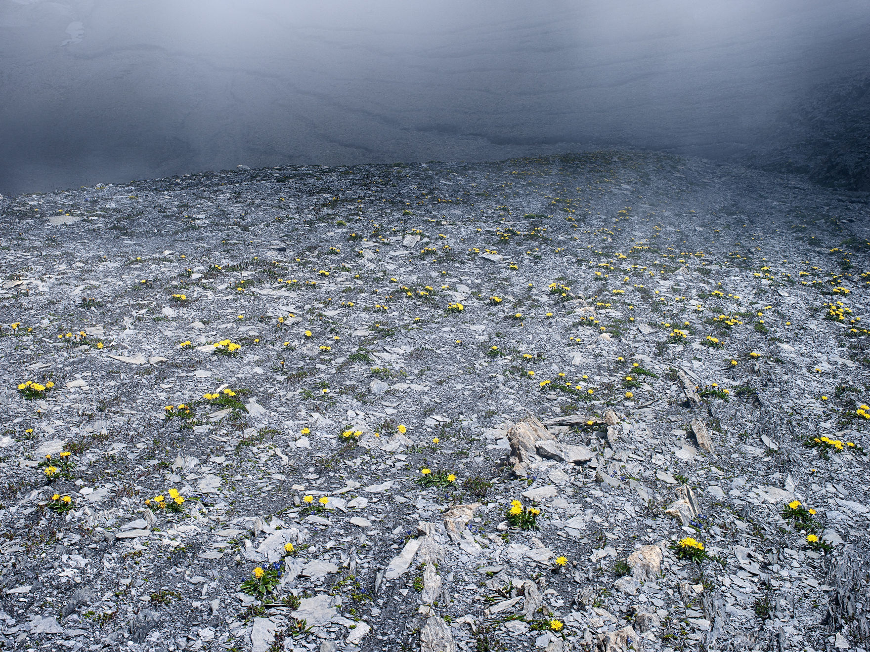 Yellow flowers, 2012