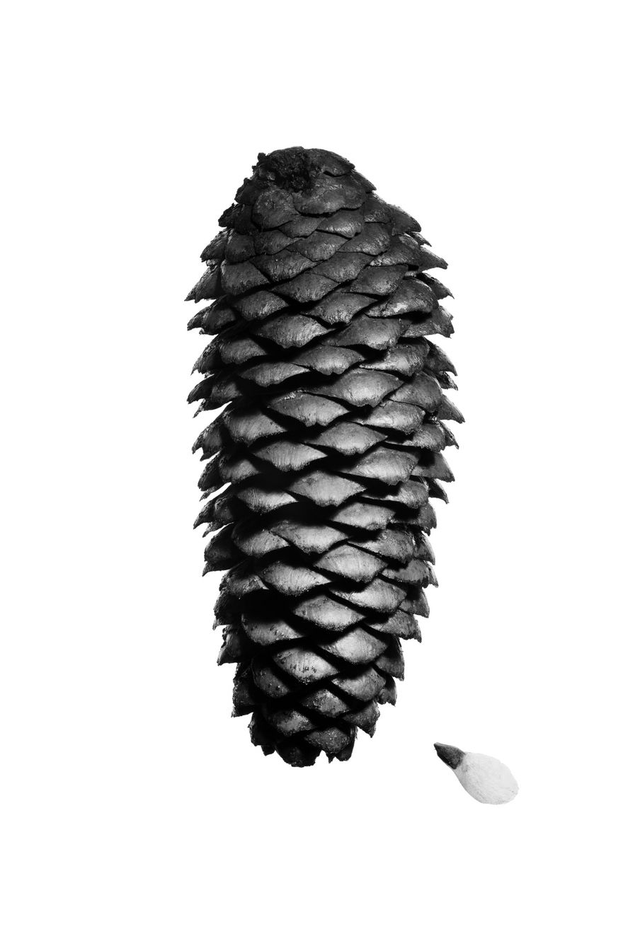 Fichtenzapfen V, 2022