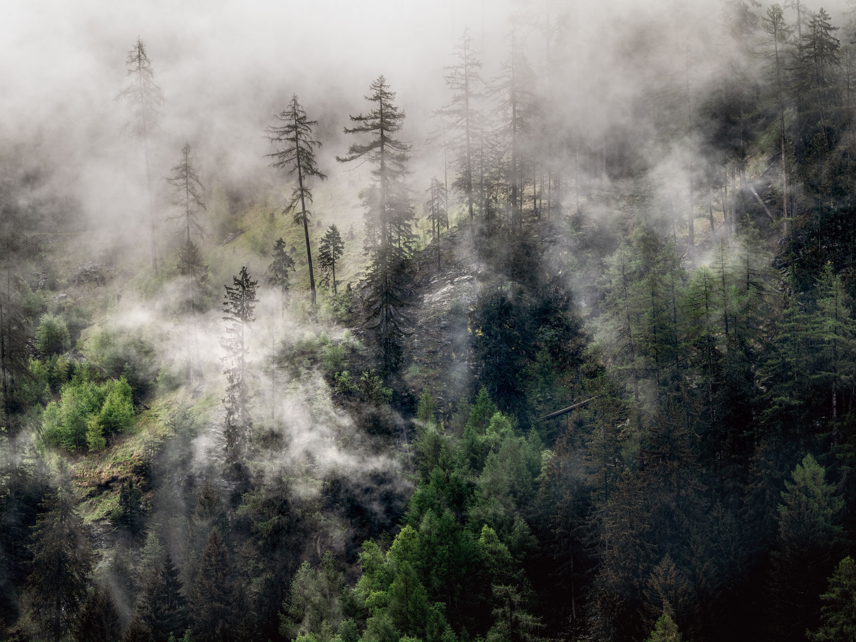 Mystic in the woods, 2020