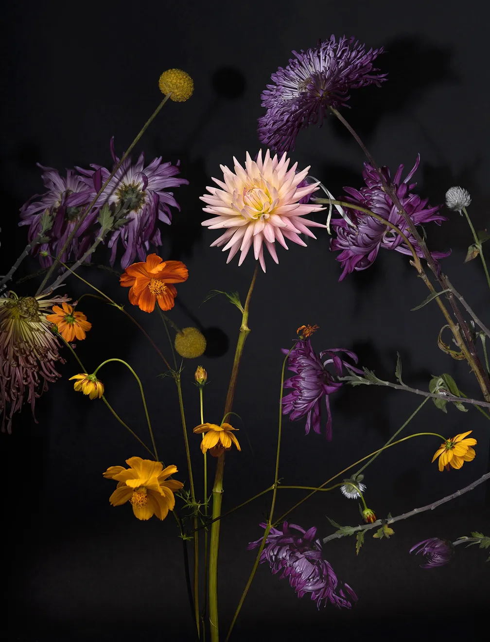 Tasha Ostrander, Botanical Studies 5.21.2021