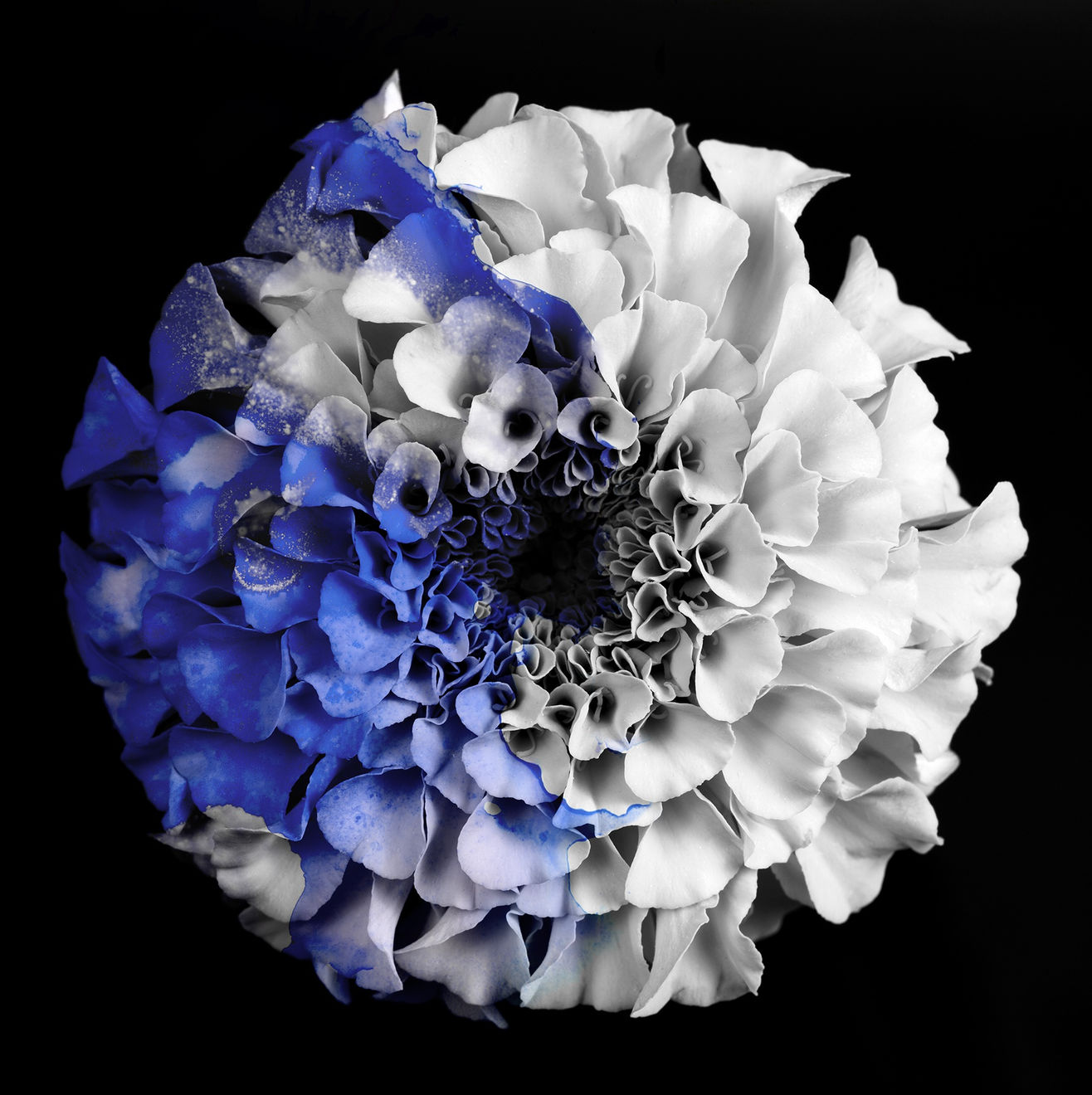 TASHA OSTRANDER, Night Bluem #23, 2019