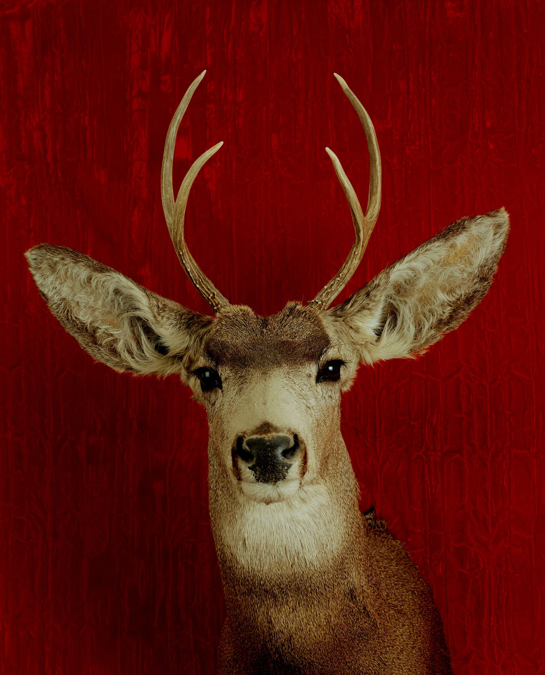 TASHA OSTRANDER, Deer Portrait (detail of Death Wishes installation), 1998