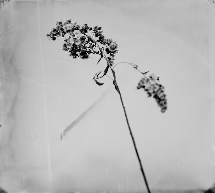 Steffen Diemer, Holly Flower #814 (SOLD), 2022