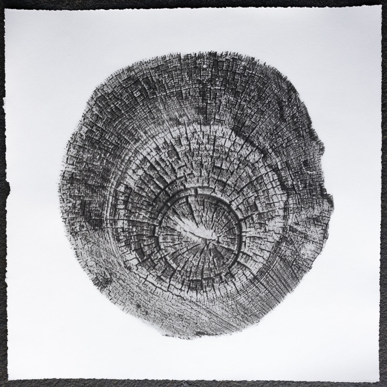 Alexandre Dupeyron, Pinus Pinaster n° 7484, 2023