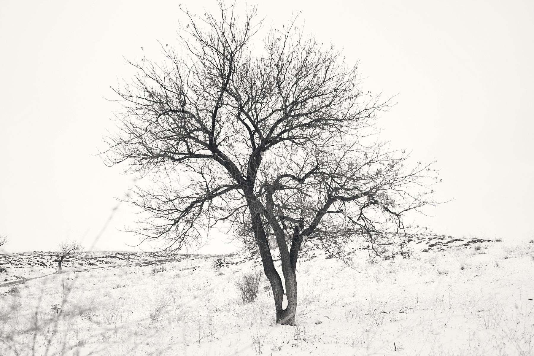 Gulgun Gunal, Arbre, Cappadoce, 2018
