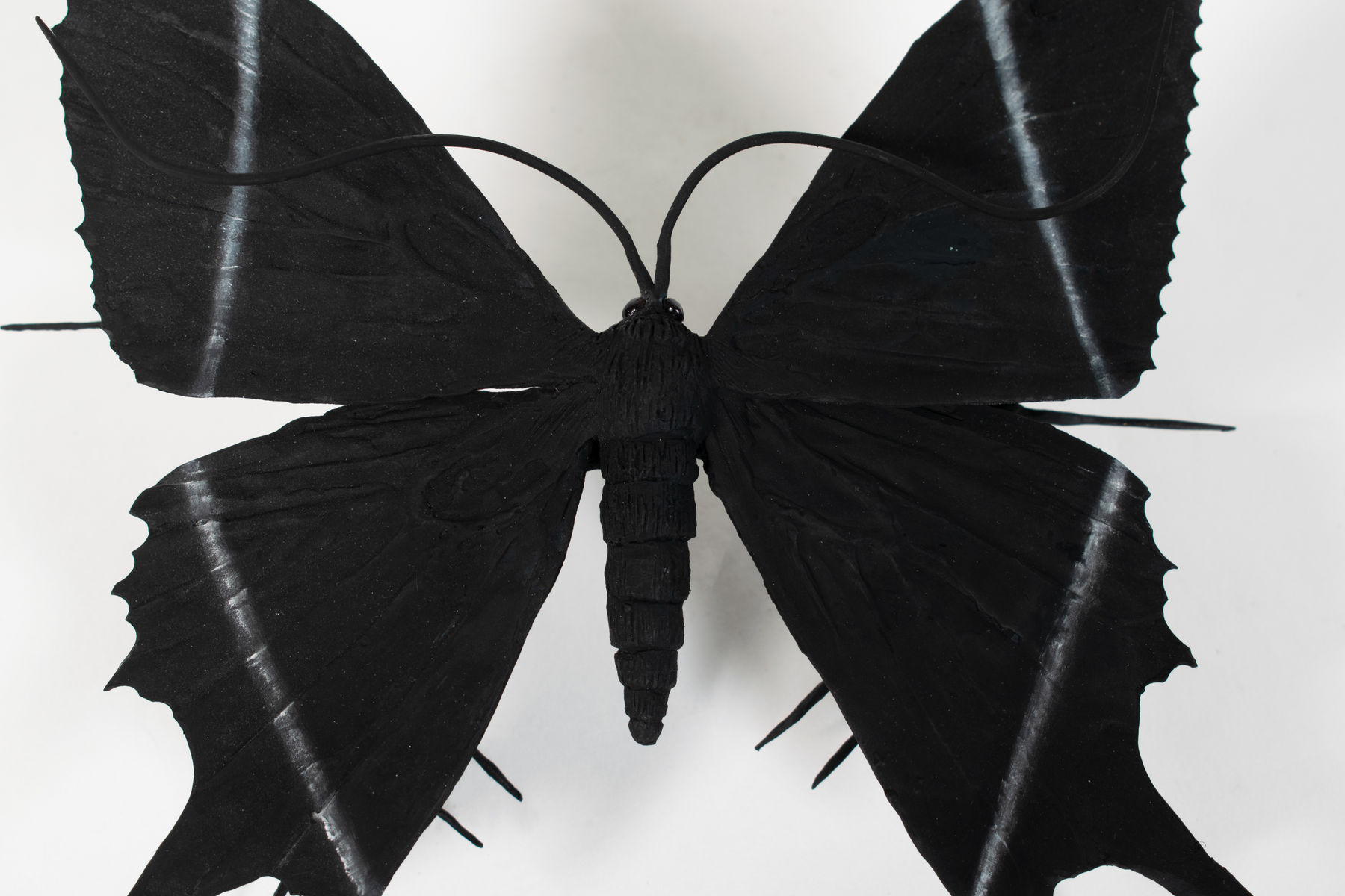 Elizabeth Thomson, From the Black & Whites