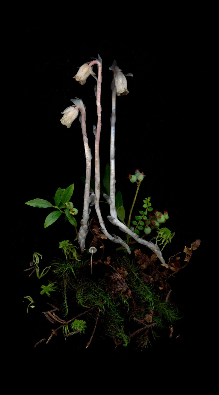 Julya Hajnoczky, Monotropa uniflora 4, 2023