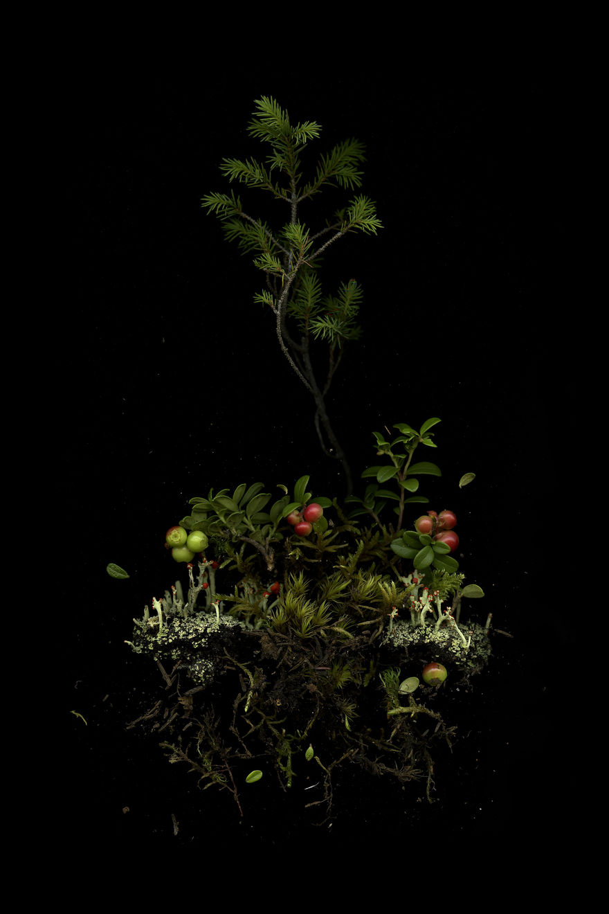 Julya Hajnoczky, Picea mariana, 2023