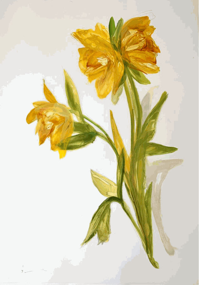 Madeleine Lamont, Daffodils 2