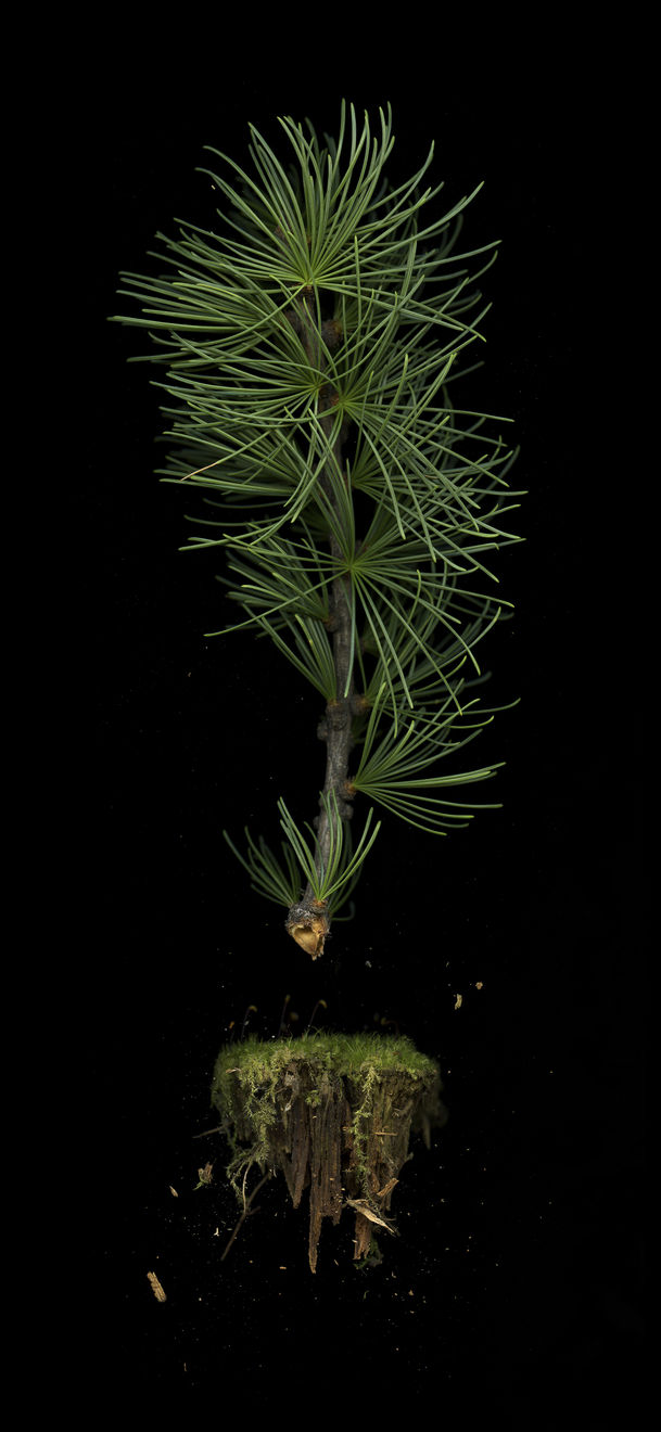 Julya Hajnoczky, Larix occidentalis, 2022