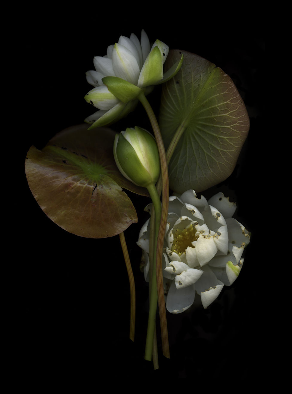 Julya Hajnoczky, Nymphaea odorata 2, 2022