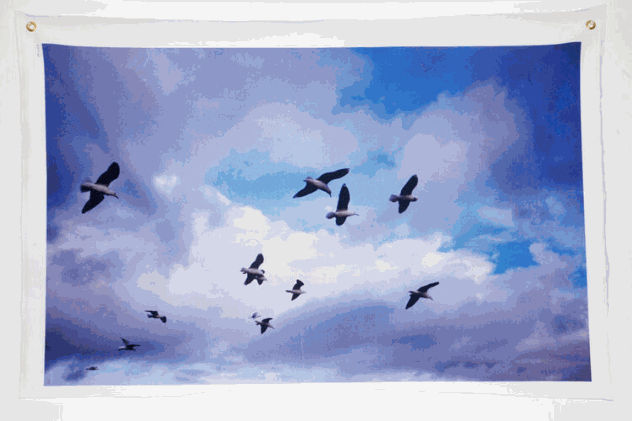 Bryce Krynski, birds of a feather, 2021