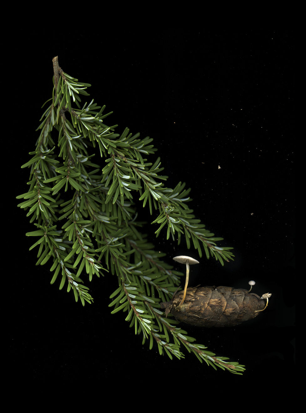 Julya Hajnoczky, Strobilurus trullisatus, 2021