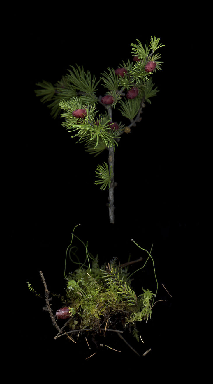 Julya Hajnoczky, Larix laricina 2, 2022