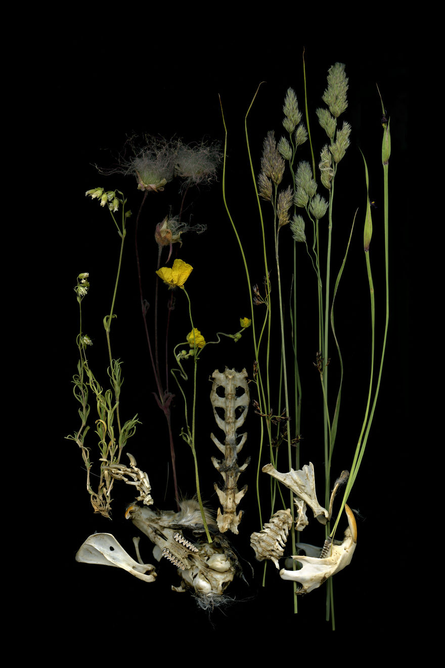 Julya Hajnoczky, Sisyrinchium montanum, 2020