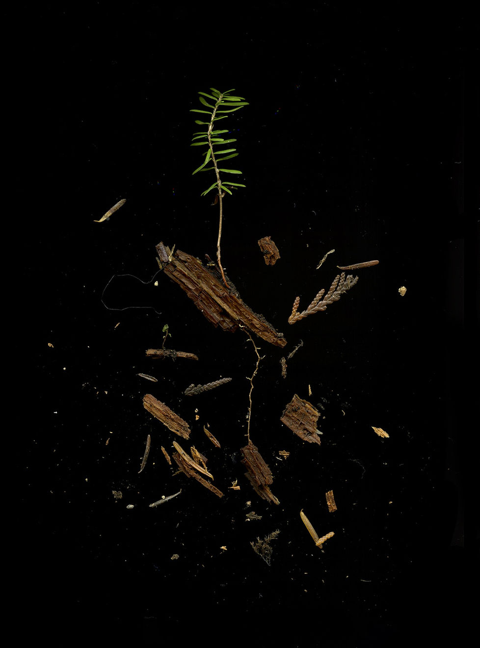 Julya Hajnoczky, Tsuga heterophylla 1, 2022