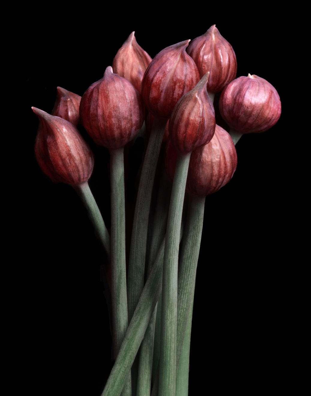 Shelley Kirkwood, Prickly Pear, 2019