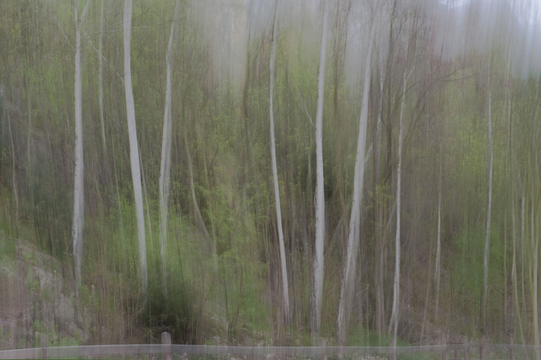 Evgeniya Strygina, Living Nature - 06, 2017