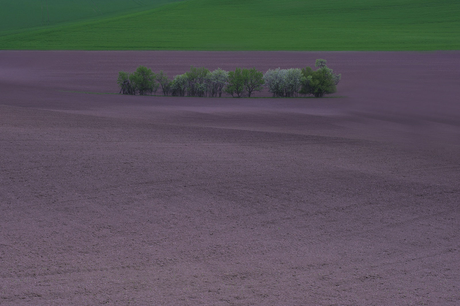 Evgeniya Strygina, Living Nature - 09, 2017