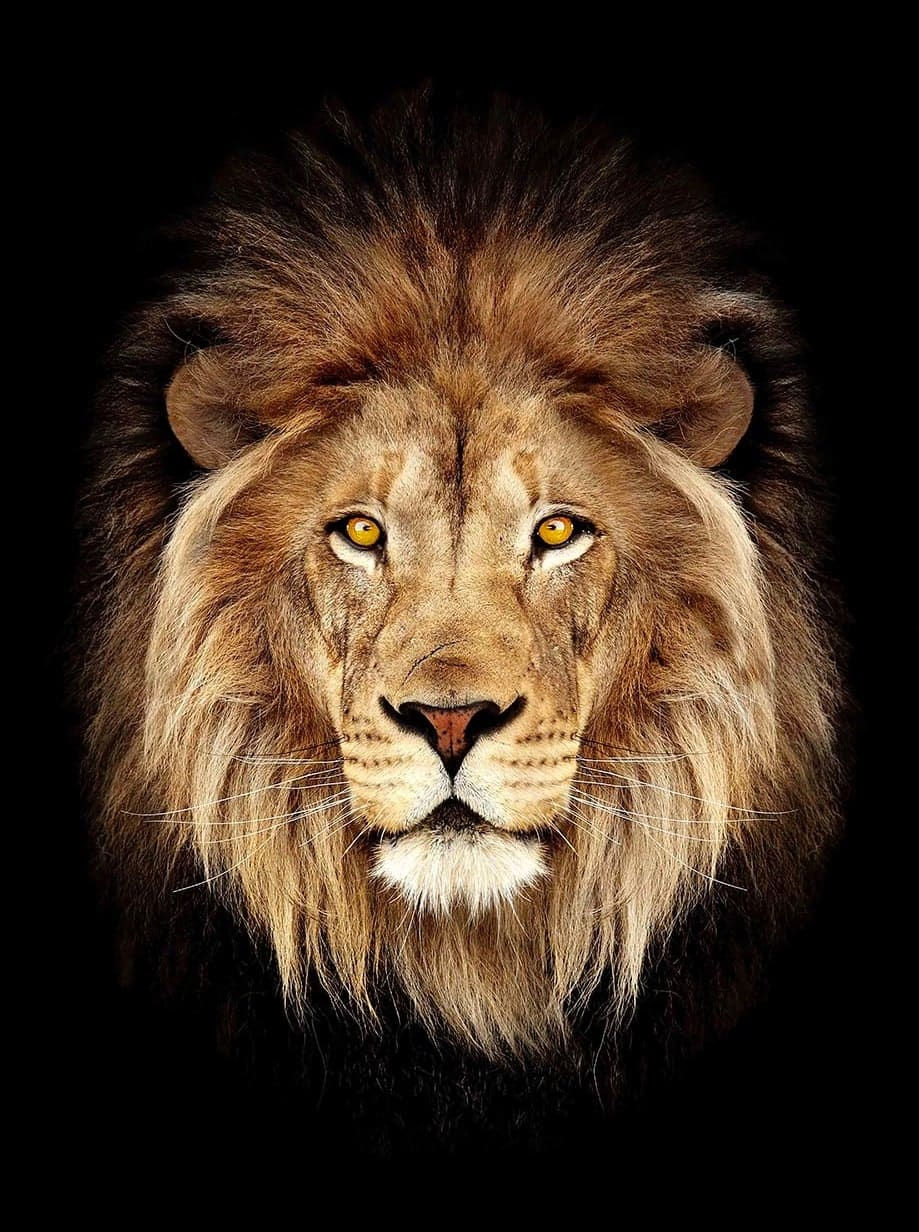 Timothy Dunn, HRH (COLOUR) , 2022