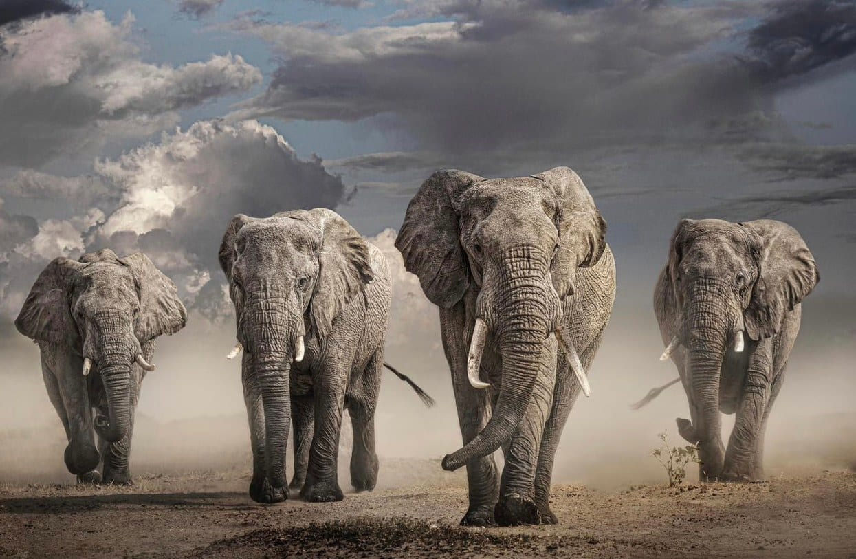 Timothy Dunn, AMBOSELI NIRVANA (COLOUR), 2022