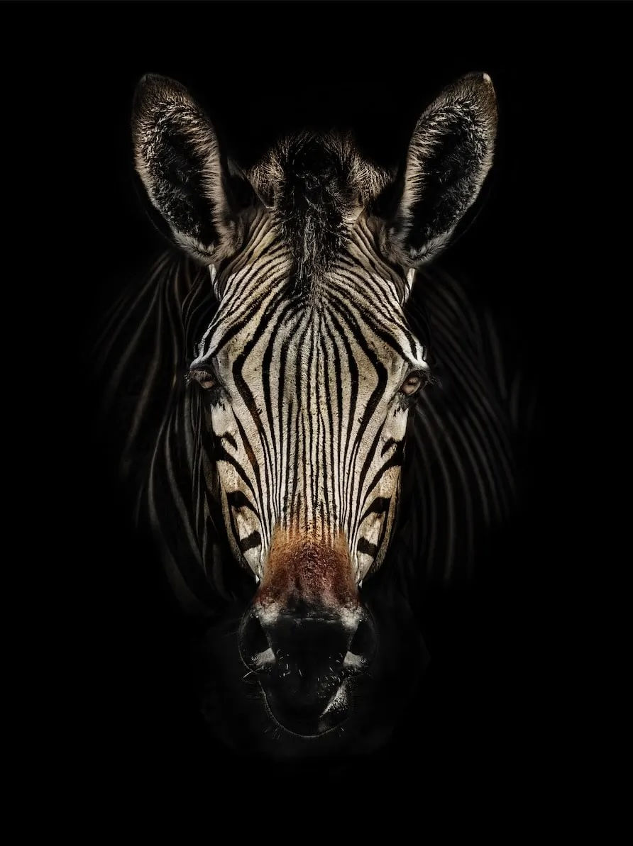 Timothy Dunn, BABY ON BOARD (COLOUR), 2019