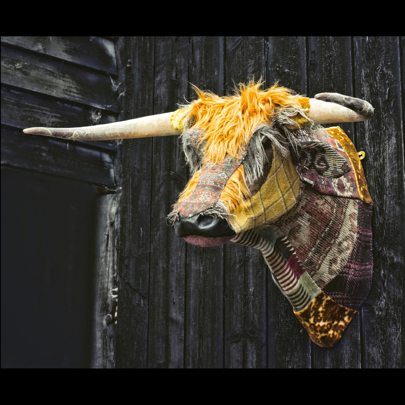 Carola van Dyke, The Bull