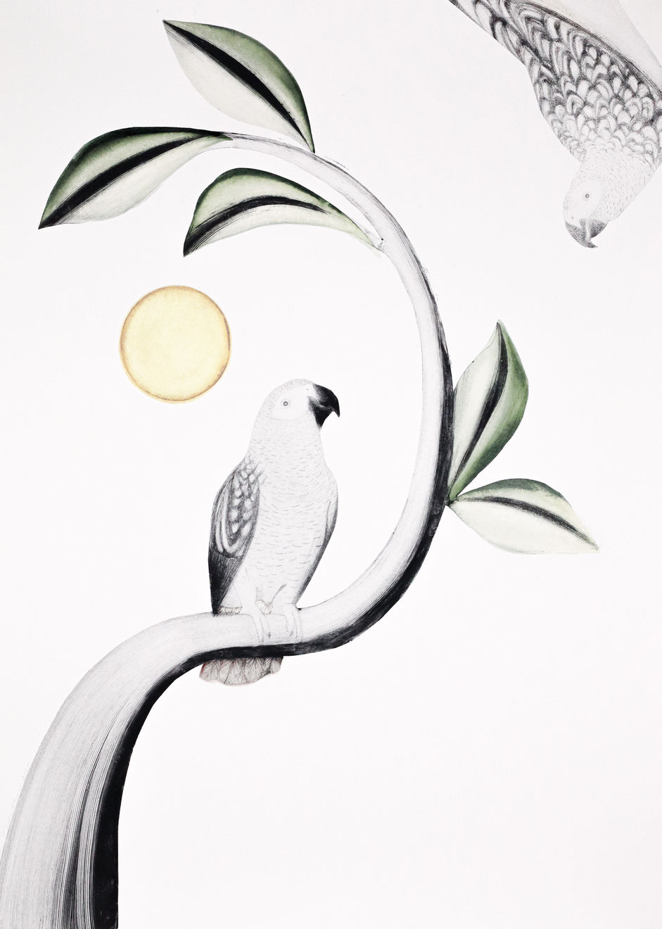 Beatrice Forshall, African Grey Parrots