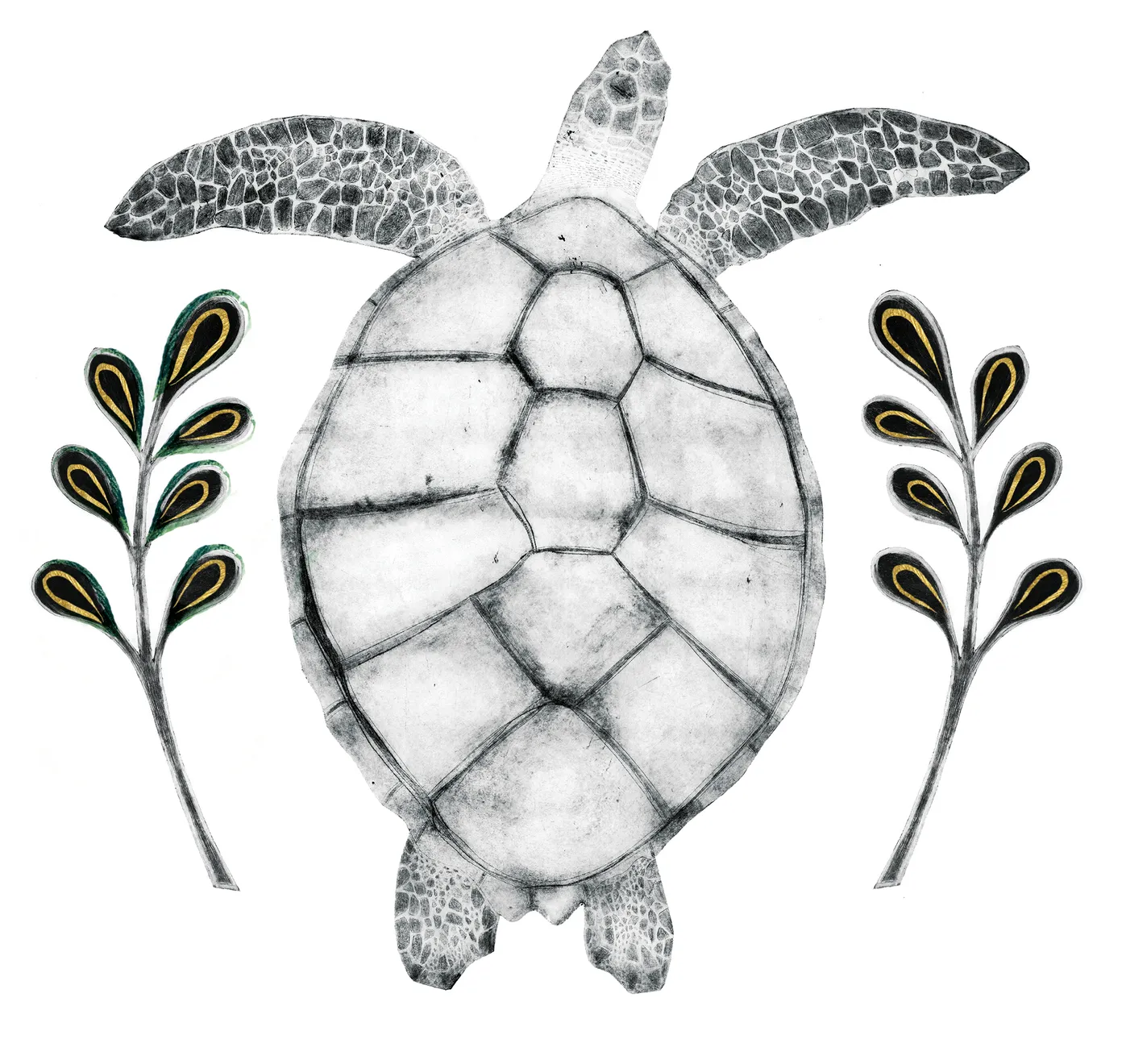 Beatrice Forshall, Hawksbill Turtle