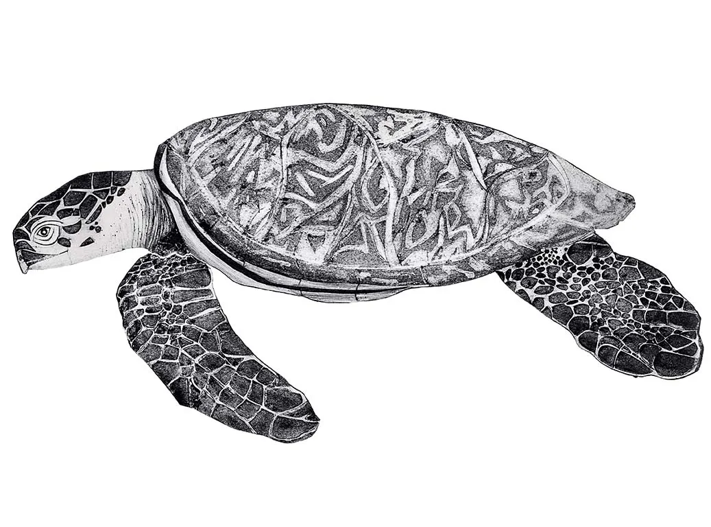 Beatrice Forshall, Hawksbill Turtle II