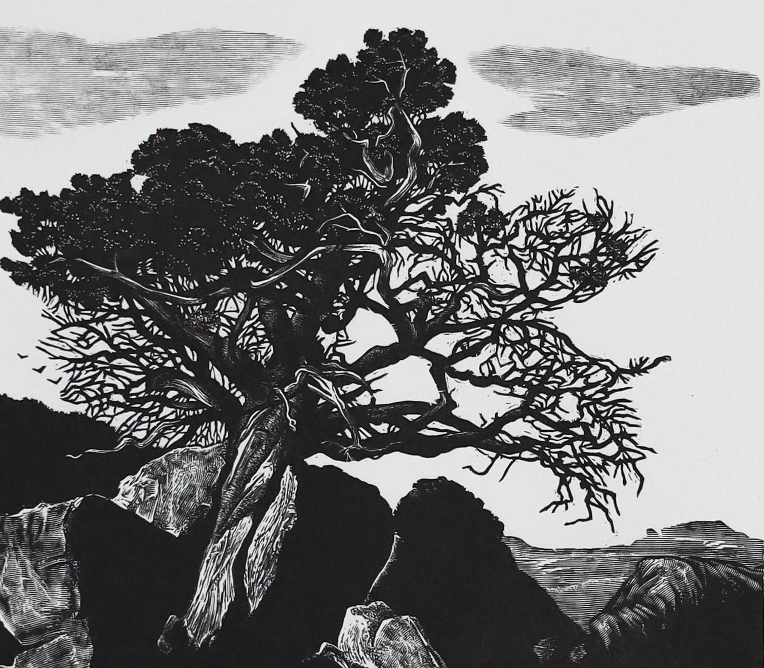 Blaze Cyan, Clanwilliam Cedar, 2025