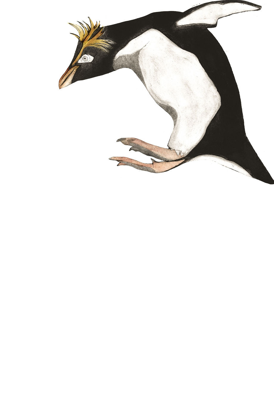 Beatrice Forshall, Northern Rockhopper Penguin
