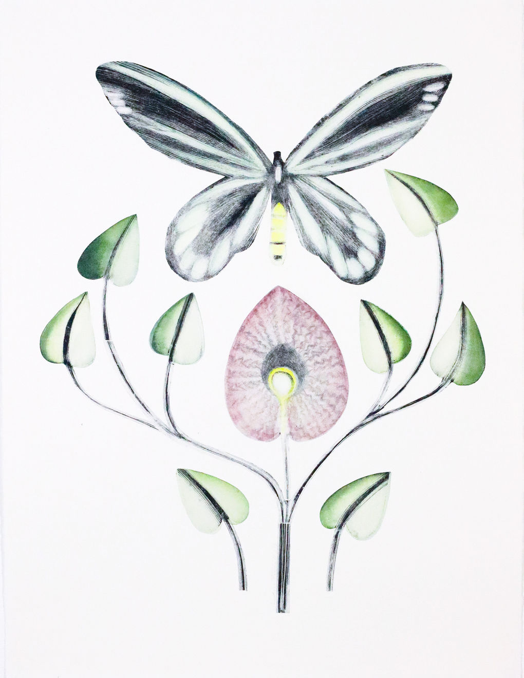 Beatrice Forshall, Queen Alexandra's Birdwing