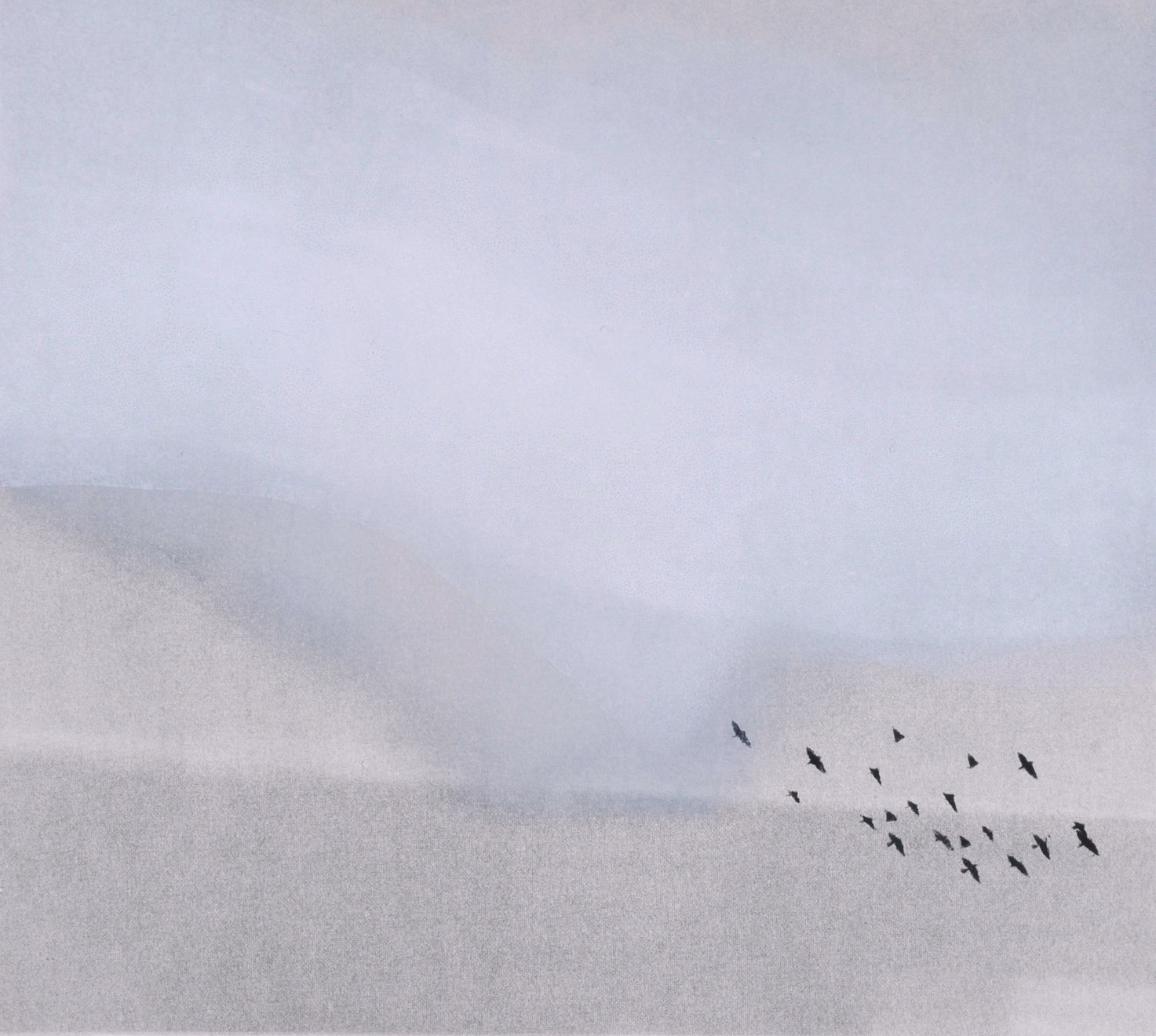 Nigel Swift, Flock, 2021