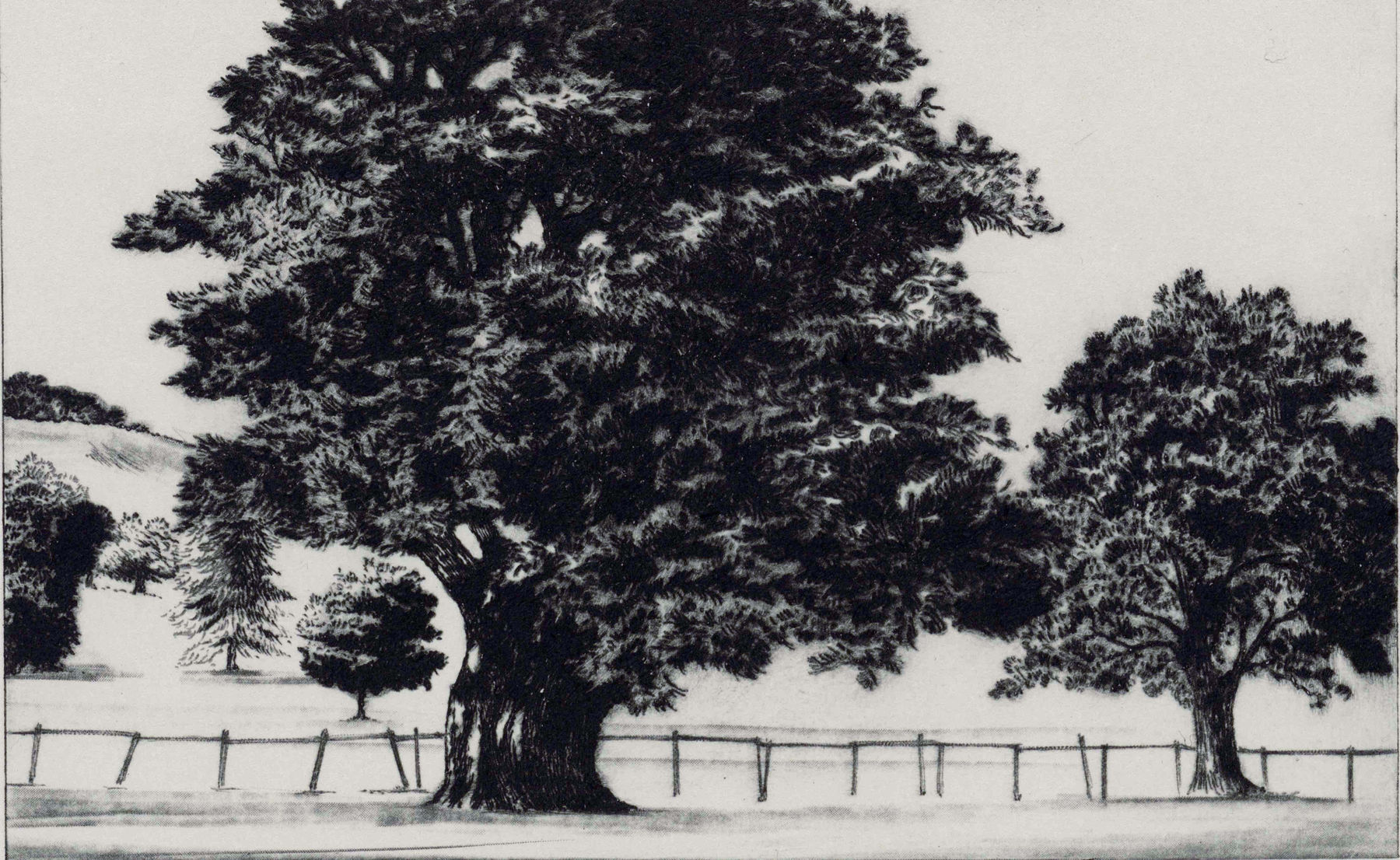 Blaze Cyan, Fonthill Cedar, 2023