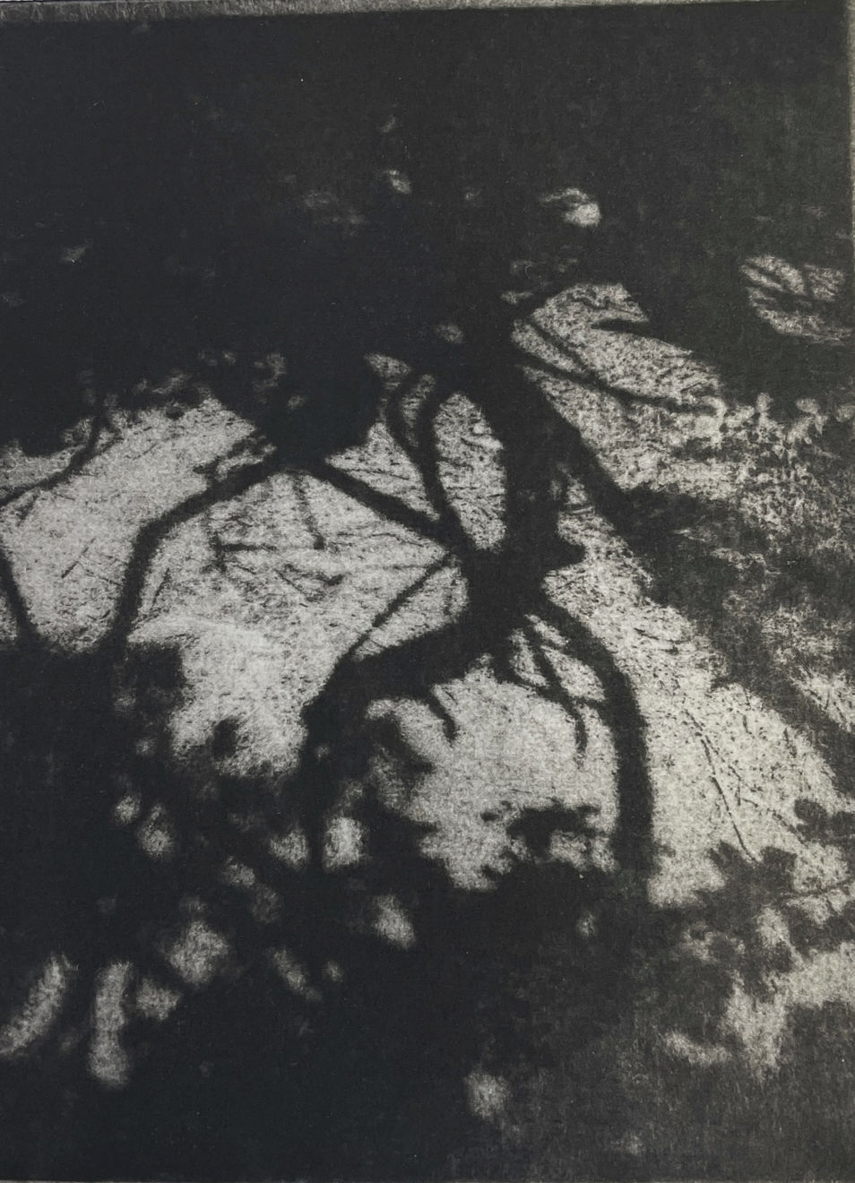 Christmas Auction 2021, LOT 46: Blaze Cyan - Kingly Vale II, 2021