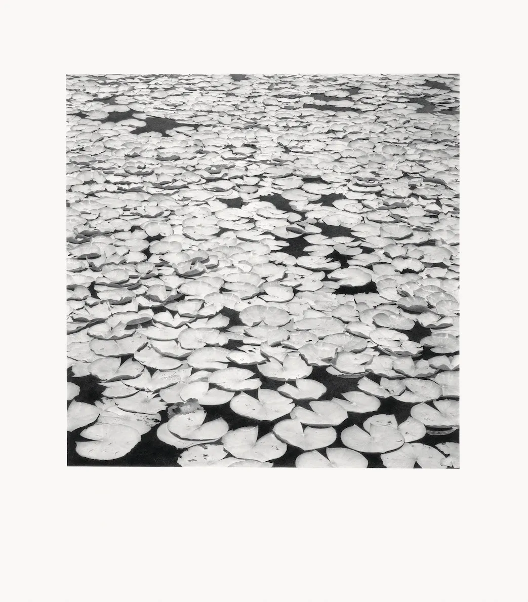 Li Trieb, Seerosen VI, 14.3.2013-6:03 – 29.4.2013-13:51 | 21529 Minuten gezeichnete Zeit